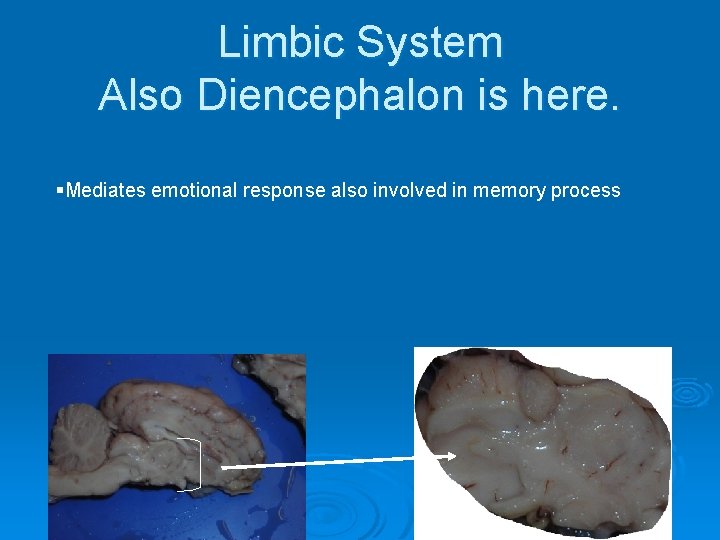 Limbic System Also Diencephalon is here. §Mediates emotional response also involved in memory process