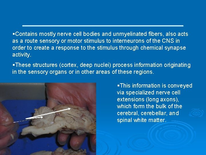 ____________ §Contains mostly nerve cell bodies and unmyelinated fibers, also acts as a route