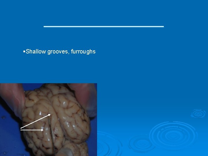 _________ §Shallow grooves, furroughs 
