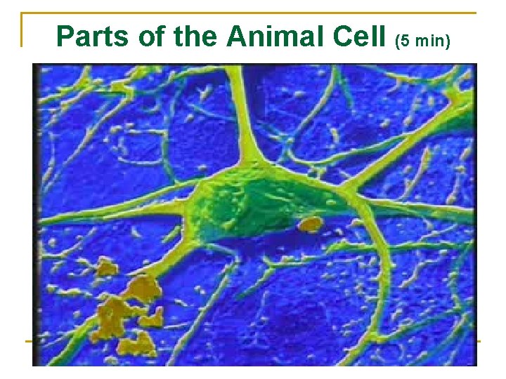 Parts of the Animal Cell (5 min) 