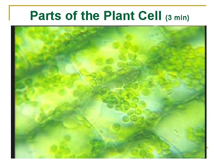 Parts of the Plant Cell (3 min) 
