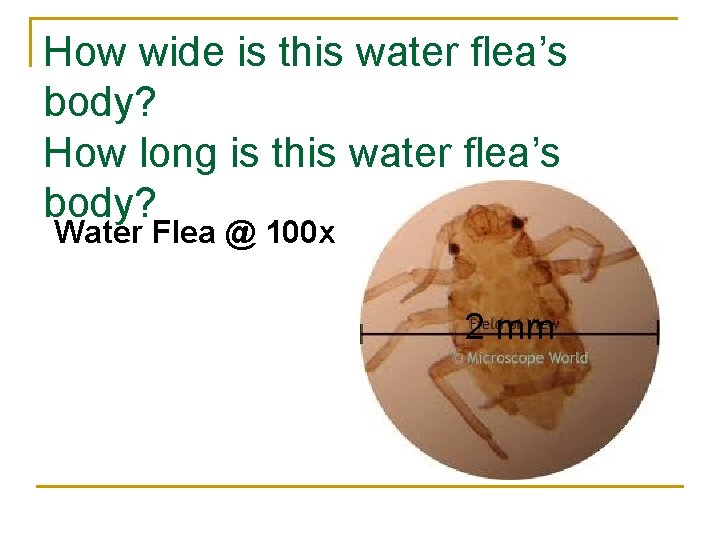 How wide is this water flea’s body? How long is this water flea’s body?