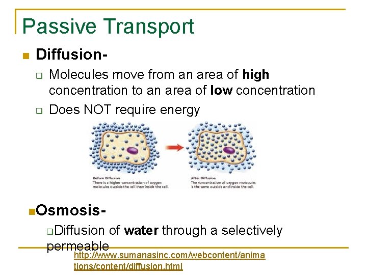 Passive Transport n Diffusionq q Molecules move from an area of high concentration to
