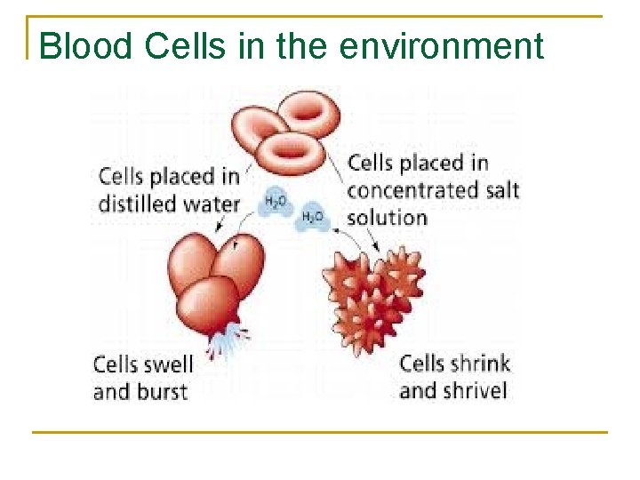 Blood Cells in the environment 