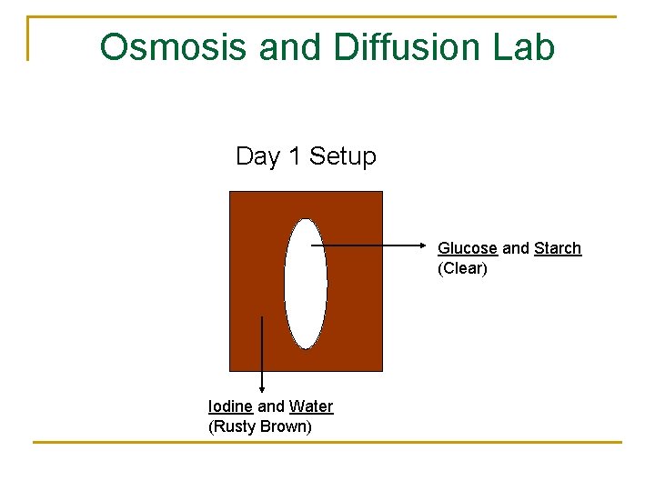 Osmosis and Diffusion Lab Day 1 Setup Glucose and Starch (Clear) Iodine and Water
