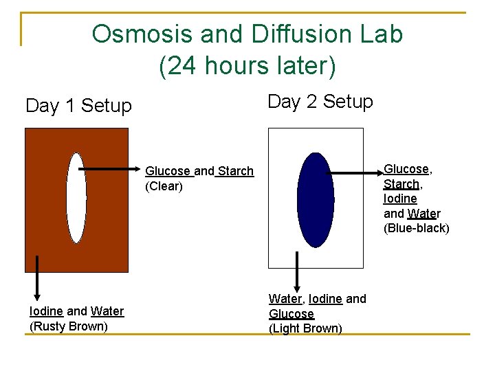Osmosis and Diffusion Lab (24 hours later) Day 2 Setup Day 1 Setup Glucose,