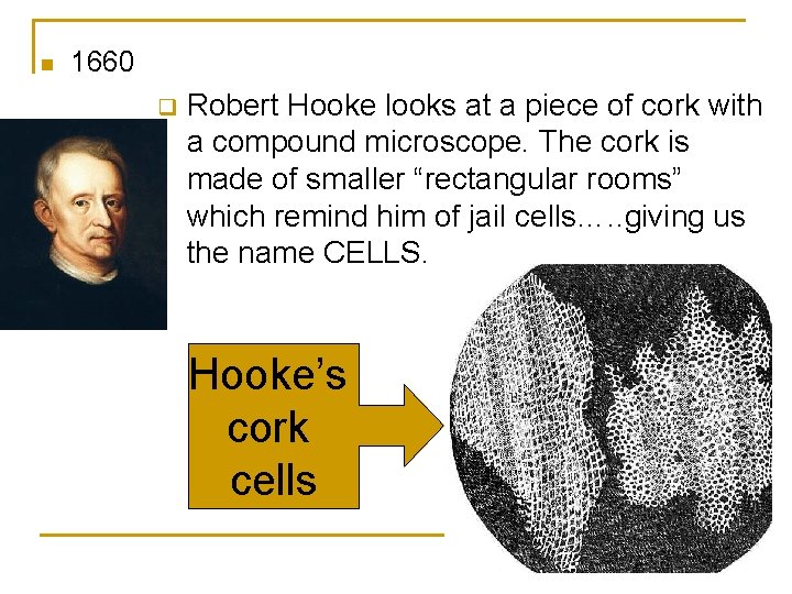 n 1660 q Robert Hooke looks at a piece of cork with a compound