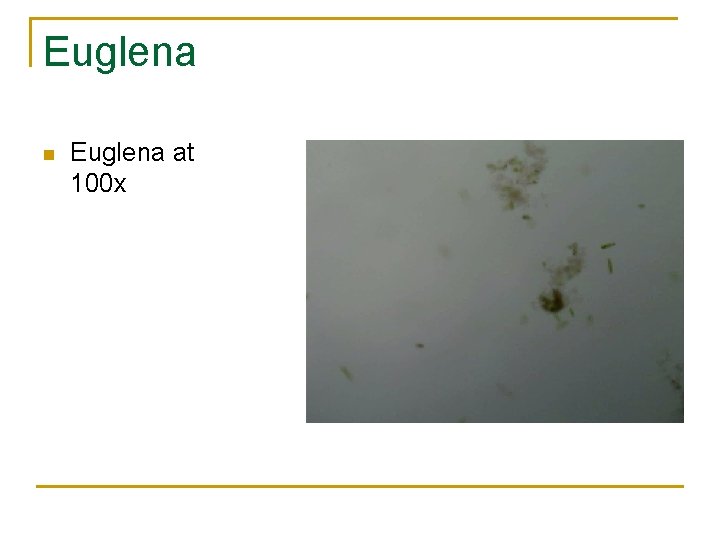 Euglena n Euglena at 100 x 
