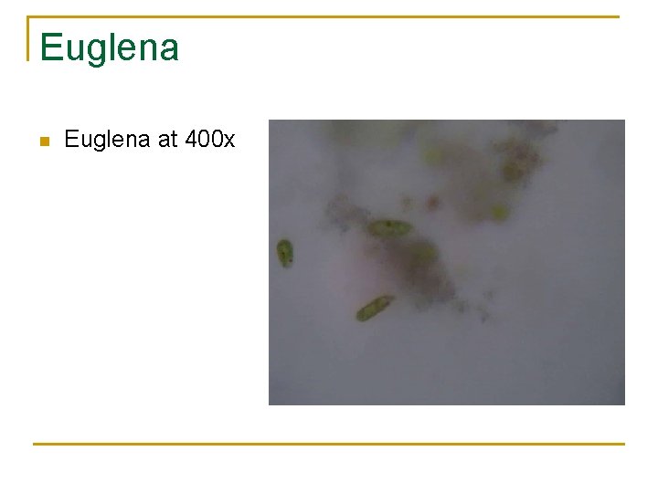Euglena n Euglena at 400 x 