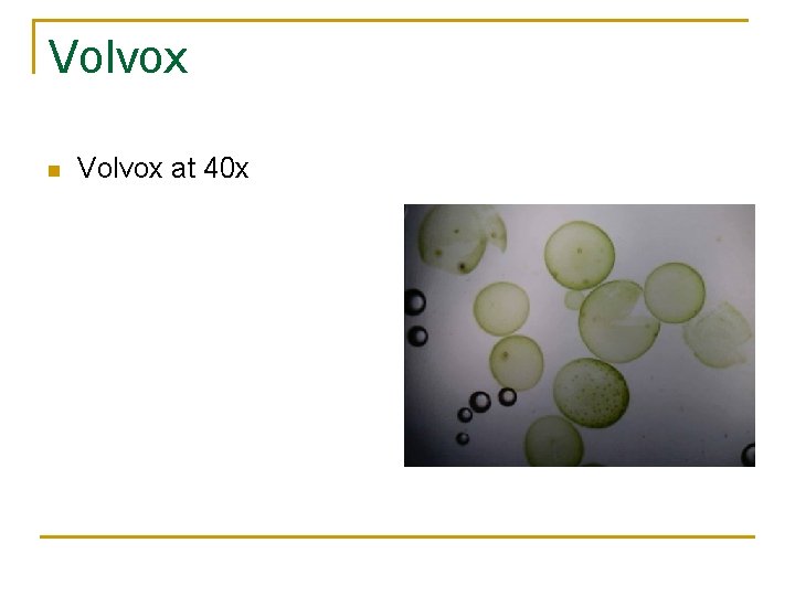 Volvox n Volvox at 40 x 