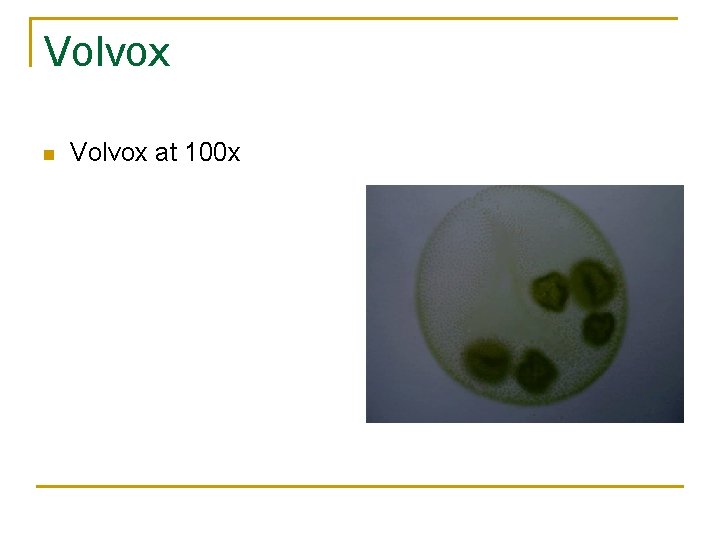 Volvox n Volvox at 100 x 