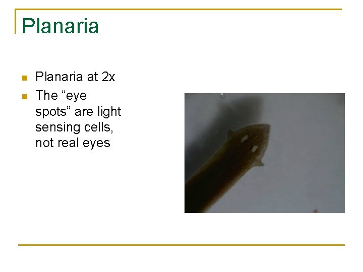 Planaria n n Planaria at 2 x The “eye spots” are light sensing cells,