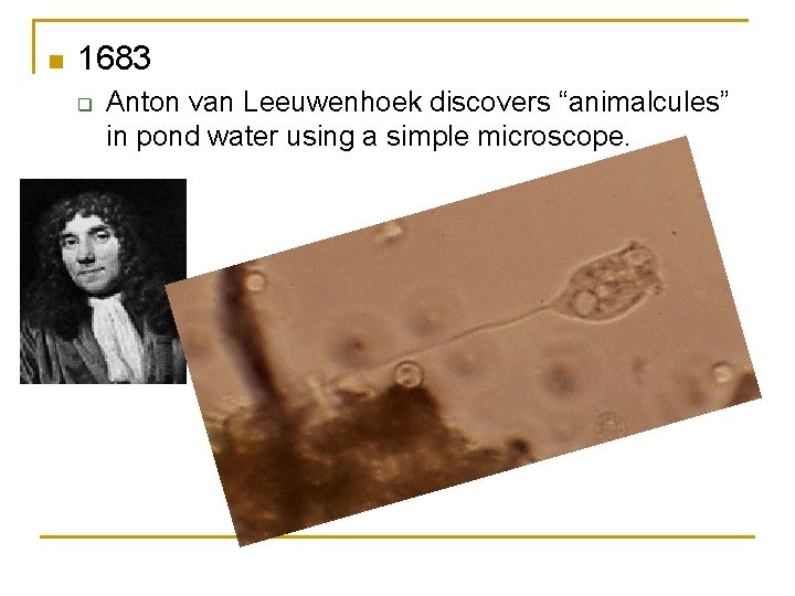 n 1683 q Anton van Leeuwenhoek discovers “animalcules” in pond water using a simple