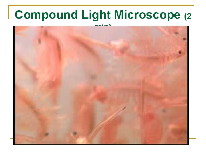 Compound Light Microscope (2 min) 