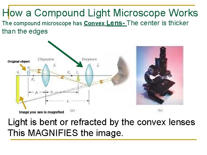 How a Compound Light Microscope Works The compound microscope has Convex Lens- The center