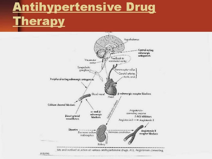 Antihypertensive Drug Therapy 