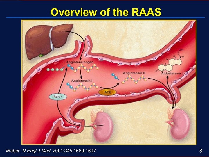 Hypertension Aldosterone Mechanism • Increased Aldosterone = • Increases sodium reabsorption = • Increases