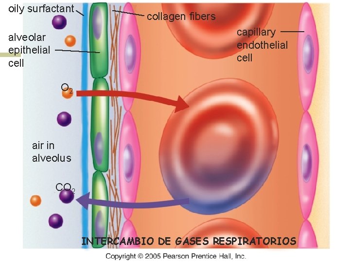 oily surfactant collagen fibers capillary endothelial cell alveolar epithelial cell O 2 air in
