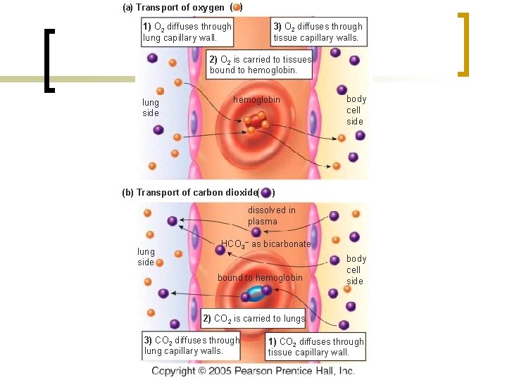 (a) Transport of oxygen ( ) 3) O 2 diffuses through tissue capillary walls.