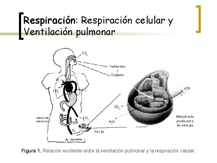 Respiración: Respiración celular y Ventilación pulmonar Figura 1. Relación existente entre la ventilación pulmonar