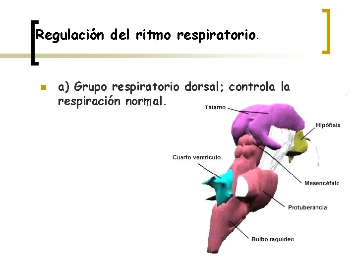 Regulación del ritmo respiratorio. n a) Grupo respiratorio dorsal; controla la respiración normal. 