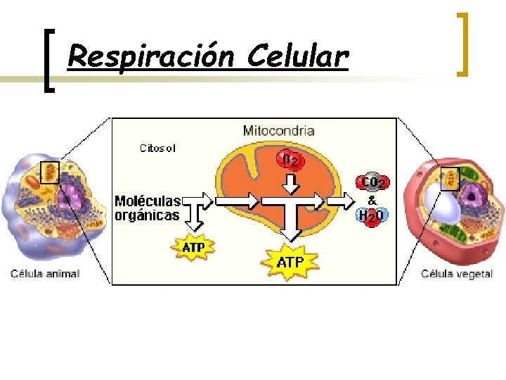 Respiración Celular 