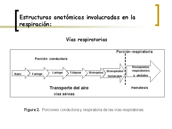 Estructuras anatómicas involucradas en la respiración: Vías respiratorias Porción respiratoria Porción conductora Nariz Faringe