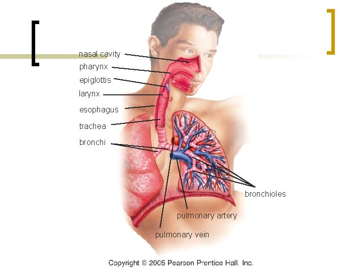 (a) nasal cavity pharynx epiglottis larynx esophagus trachea bronchioles pulmonary artery pulmonary vein 