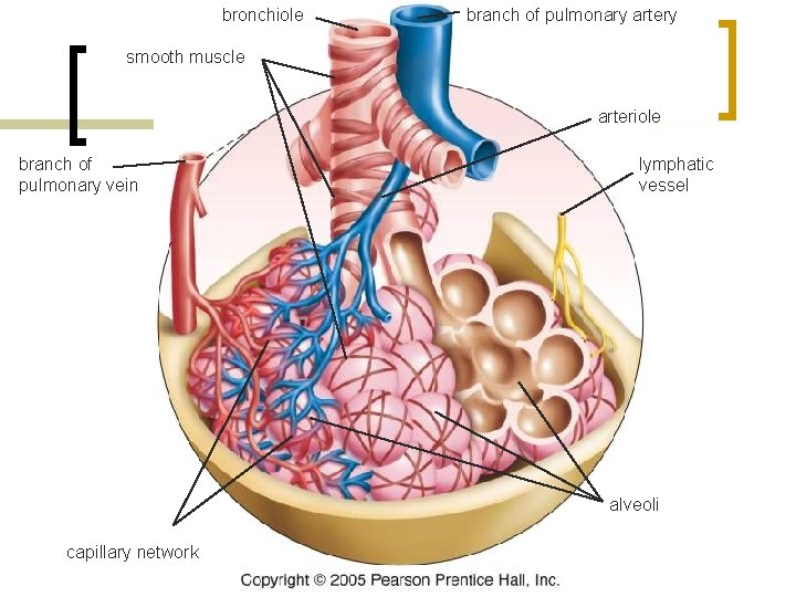 (b) bronchiole branch of pulmonary artery smooth muscle arteriole branch of pulmonary vein lymphatic