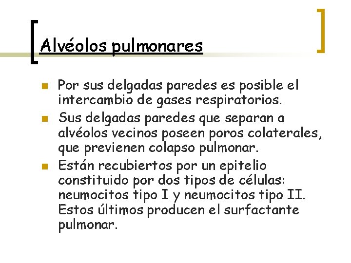 Alvéolos pulmonares n n n Por sus delgadas paredes es posible el intercambio de