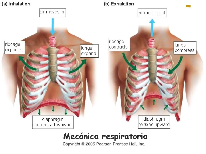 (a) Inhalation (b) Exhalation air moves in ribcage expands air moves out lungs expand