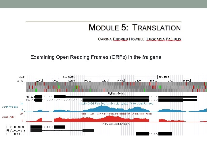 Examining Open Reading Frames (ORFs) in the tra gene 