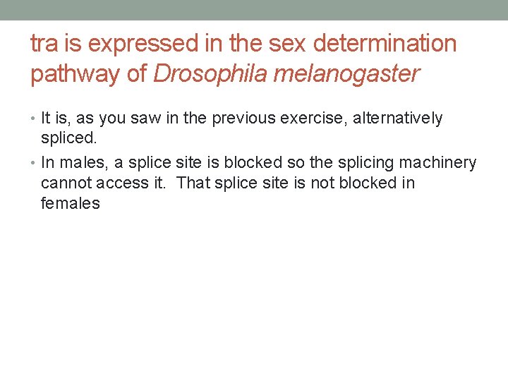 tra is expressed in the sex determination pathway of Drosophila melanogaster • It is,