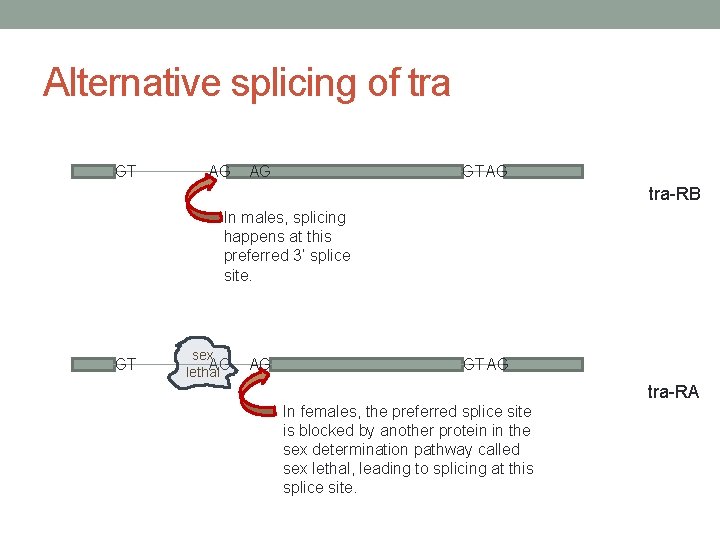 Alternative splicing of tra GT AG AG GT AG tra-RB In males, splicing happens