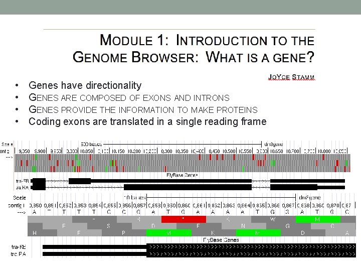  • • Genes have directionality GENES ARE COMPOSED OF EXONS AND INTRONS GENES