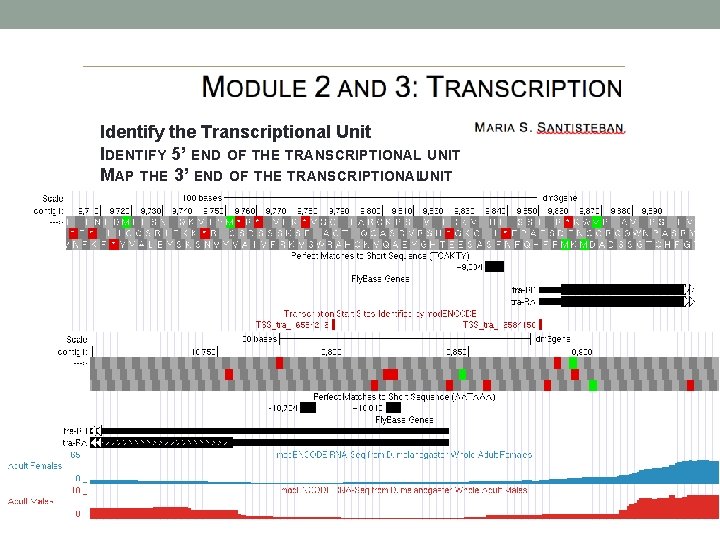 Identify the Transcriptional Unit IDENTIFY 5’ END OF THE TRANSCRIPTIONAL UNIT MAP THE 3’