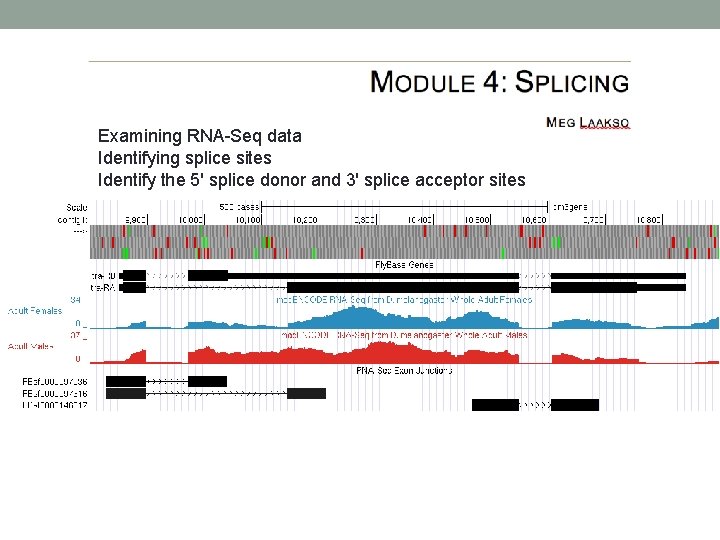 Examining RNA-Seq data Identifying splice sites Identify the 5' splice donor and 3' splice