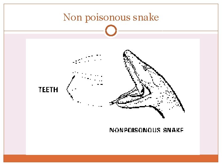 Non poisonous snake Non poisonous snake