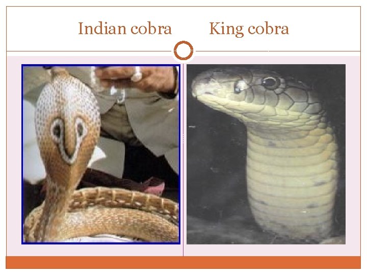 Indian cobra King cobra Indian cobra King cobra
