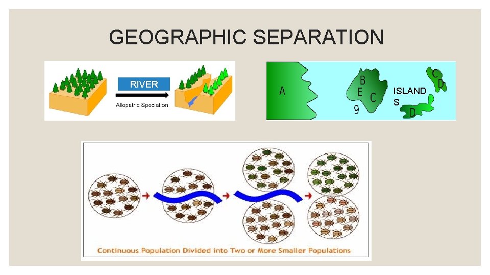 GEOGRAPHIC SEPARATION RIVER ISLAND S 