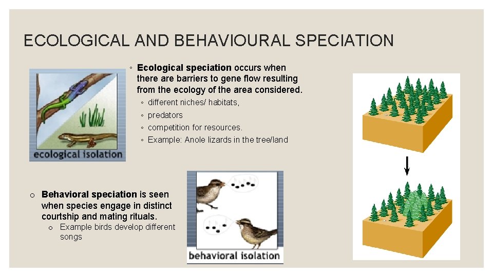 ECOLOGICAL AND BEHAVIOURAL SPECIATION ◦ Ecological speciation occurs when there are barriers to gene