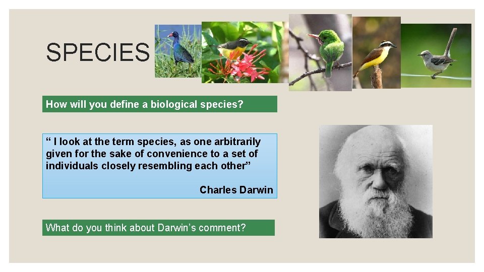 SPECIES How will you define a biological species? “ I look at the term