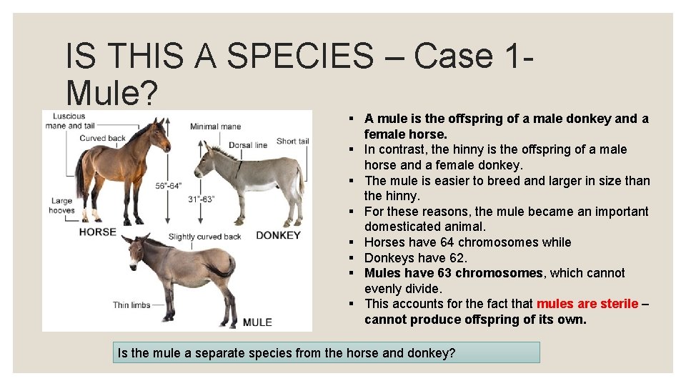 IS THIS A SPECIES – Case 1 - Mule? § A mule is the