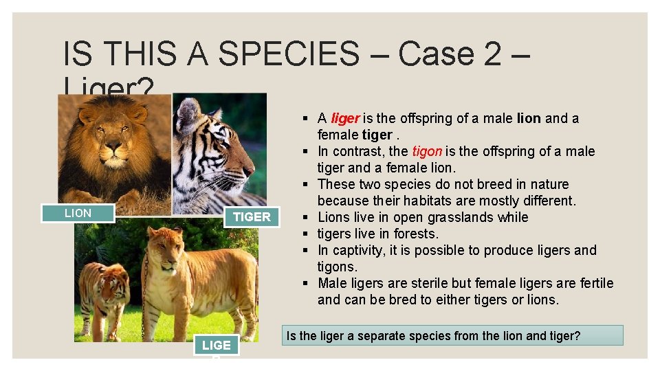IS THIS A SPECIES – Case 2 – Liger? LION TIGER LIGE R §