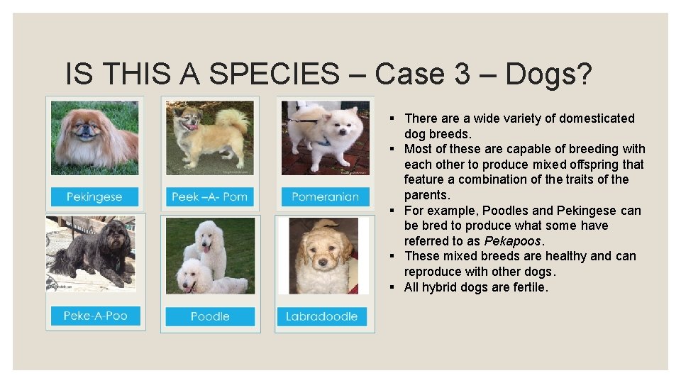 IS THIS A SPECIES – Case 3 – Dogs? § There a wide variety