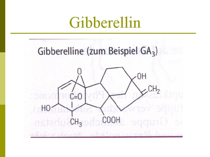 Gibberellin 