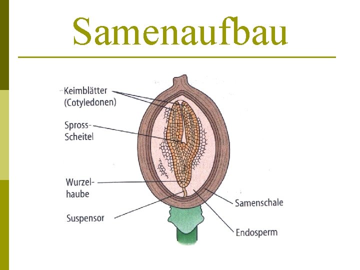 Samenaufbau 