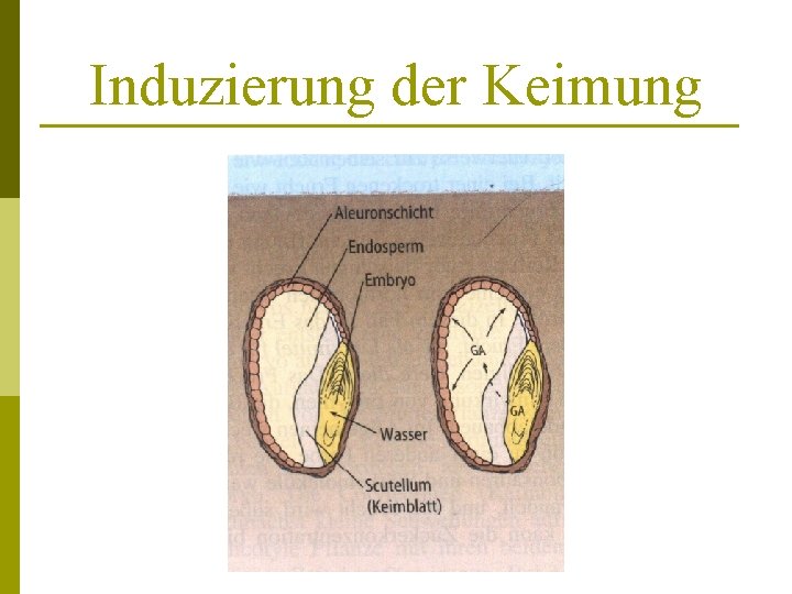 Induzierung der Keimung 