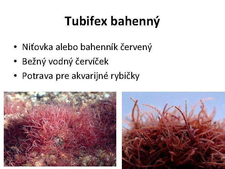 Tubifex bahenný • Niťovka alebo bahenník červený • Bežný vodný červíček • Potrava pre