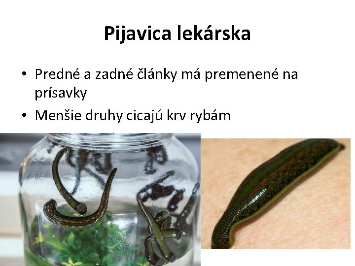Pijavica lekárska • Predné a zadné články má premenené na prísavky • Menšie druhy